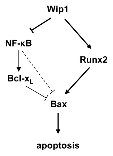 Figure 4. Schematic representation of Wip1 regulation of the Bax/Bcl-xL ratio during treatment with chemotherapeutic agents.