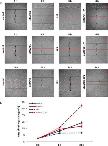 Figure 2. In vitro wound healing assay suggests complex interactions between MAPK1 and TLR4 pathways, where TLR4 plays a protective role in MAPK1 absence. (a) Representative bright-field images of Sertoli cell line 15 P-1 after forming confluent monolayer was scratched across and the migration front was assessed at 0, 6 and 24 h. (b) The rate of cell migration RM [µm/h] is expressed as RM = (Wi-Wf)/t, where Wi is the initial wound width [µm], Wf is the final wound width [µm] and t is the duration of migration [hours]. RM was plotted vs. time for intact (control) (black line), siMAPK1 transfected (48 h) (red line), TLR4 challenged with LPS (24 h)(blue, interrupted line) and siMAPK1 transfected and then LPS challenged 15 P-1 cells (red, interrupted line). Error bars indicate SEM. Data are representative of independent experiments with three technical replicates using the adult Sertoli cell line 15 P-1.