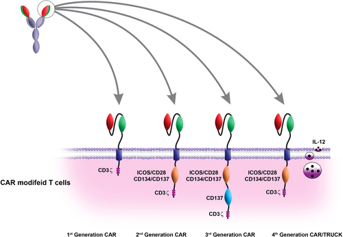 Figure 1. Schematic structure of CAR-modified T cells in cancer immunotherapy.