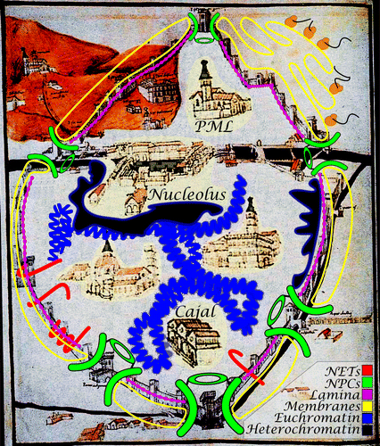 Figure 1. The mediaeval nuclear envelope. Historically the nuclear envelope (NE) was viewed as little more than a barrier, like the walls of a mediaeval city. The NE has a double membrane structure with inner (INM) and outer (ONM) membranes and the ONM is continuous with the ER. An intermediate filament lamin polymer underlies the INM, giving it stability, and is connected to the INM by several NE transmembrane proteins (NETs).