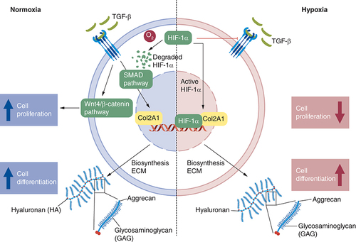 Figure 9. Hypothetical diagram of the role of hypoxia condition.Red arrow means in hypoxia condition, Blue arrow in normoxia condition.