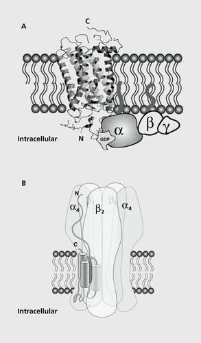 Figure 1. Schematic representation of the cholinergic receptors in the plasma membrane. A. Side view of the muscarinic receptor with a G-protein complex. Note the N- and C-terminal end of the protein with its seven transmembrane segments. The acetylcholine (ACh) binding site is thought to be in the center of the receptor complex. B. Side view of the nicotinic ACh receptor. The receptor represented corresponds to the α4β2 which is thought to be the major brain high-affinity nicotinic receptor. Note the subunit arrangement with the axis of symmetry and the ionic pore that is formed in the center of the assembly. The ACh binding site is at the interface between two adjacent α-β subunits.