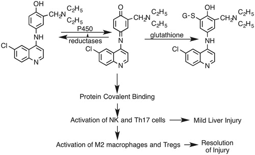 Figure 17. Proposed general mechanism of AQ-induced liver injury. AQ is first oxidized to a reactive quinone imine. Most of this reactive species is inactivated by reduction back to AQ or conjugated with GSH. However, some of the reactive metabolite binds to hepatic proteins and leads to an immune response that involves NK cells and Th17 cells. This leads to inflammation and mild liver injury. However, this immune response and injury resolves, in part mediated by M2 macrophages and Treg cells.