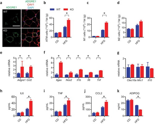 Figure 4. Ablation of Fundc1 accelerates inflammation in WAT. (a) Fat tissues from HFD-fed WT and KO mice were analyzed for ADGRE1 expression by immunofluorescence, CAV1 was stained to show the cell contour. Representative images are shown. Scale bar: 100 μm. The stromal vascular fractions (SVF) were isolated from fat tissues of CD- and HFD-fed WT and KO mice, then stained with anti-ADGRE1, anti-ITGAX and anti-MRC1 antibodies. The cells were then examined by flow cytometry to detect the total number of ADGRE1+ ATMs (b), the number of ADGRE1+ ITGAX+ MRC1− (M1, c) cells, and the number of ADGRE+ ITGAX− MRC1+ (M2, d) cells (n = 5 for each group, *p < 0.05). Total RNA was prepared from fat tissues isolated from HFD-fed WT and KO mice. The relative mRNA levels of genes associated with ATMs (e), M1 polarization (f) and M2 polarization (g) were measured by quantitative RT-PCR (*p < 0.05). Serum was collected from CD- or HFD-fed WT and KO mice, and the plasma inflammatory cytokines IL6 (h), TNF (i), and CCL2 (j) were detected with corresponding commercial ELISA kits (n ≥ 5 for each group, *p < 0.05). (k) Serum was collected from CD- or HFD-fed WT and KO mice, and the plasma ADIPOQ levels were detected with an ELISA kit (n ≥ 5 for each group, *p < 0.05).