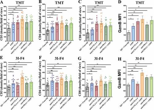 Figure 5. Immune-checkpoints blockade combined with MIF/CD74 axis inhibition enhance T-cell infiltration. TMT or 3I-F4 tumors were stained with anti-CD3+, anti-CD4+, anti-CD8+ cells and anti-Granzyme b. All quantifications were performed in mice treated with anti-CTLA-4 or anti-PD-L1 antibodies alone or in combination with 4-IPP. (a) Quantification of CD3 T-cells infiltration in TMT tumors; (b) Quantification of CD4 T-cells infiltration in TMT tumors; (c) Quantification of CD8 T-cells infiltration in TMT tumors; (d) Quantification of Granzyme b secretion in TMT tumor microenvironment. All quantifications showed that immune-checkpoint blockade antibodies alone or combined with 4-IPP induced an increase in T-cell infiltration in TMT tumor microenvironment. (e) Quantification of CD3 T-cells infiltration on 3I-F4 tumors; (f) Quantification of CD4 T-cells infiltration in 3I-F4 tumors; (g) Quantification of CD8 T-cells infiltration in 3I-F4 tumors; (h) Quantification of Granzyme b secretion in 3I-F4 tumor. All quantifications showed that anti-CTLA-4 alone did not induce T-cell infiltration, but when combined with 4-IPP a significant increased of T-cell infiltration in 3I-F4 tumors was observed. The anti-PD-L1 antibody alone or combined with 4-PP, significantly increased T-cell infiltration in 3I-F4 tumors; N = 5 mice per group; at least three fields assessed per sample. Graphs show quantification of positive CD3+, or CD4+, CD8+ T cells or gramzyme b. Error bars represent the mean ± SEM. *P < .05, **P < .01, and ***P < .001 using a two-tailed unpaired t-test