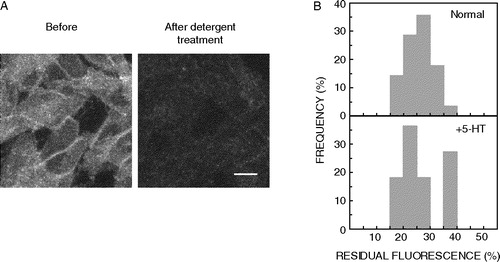 Figure 3.  Detergent insolubility of 5-HT1AR-EYFP upon stimulation by 10 µM serotonin. (A) CHO-5-HT1AR-EYFP cells were incubated with the endogenous ligand 5-HT, followed by treatment with 0.05% (w/v) cold Triton X-100. Cells were imaged as described in Materials and methods. The images represent combined mid-plane confocal sections of the same group of cells before and after detergent extraction. Scale bar represents 10 µm. See Materials and methods for other details. (B) Frequency distribution profiles of detergent insolubility of 5-HT1AR-EYFP under normal and ligand stimulation (+5-HT) conditions are shown. Detergent insolubility of 5-HT1AR-EYFP was estimated by measuring the residual fluorescence following detergent extraction as described in Materials and methods. The plots shown represent 14 data points of residual fluorescence measurements in the case of serotonin stimulation, and 28 data points in the case of unstimulated (normal) cells. The frequency of occurrence of various values has been normalized to the total number of measurements made. See Materials and methods for other details.