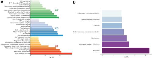 Figure 3 GO function and KEGG pathway enrichment analyses on the genes modified by key AAA-related m6A regulators.