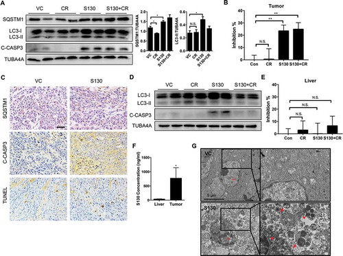 Figure 8. S130 inhibits ATG4B activity of tumor tissue instead of liver tissue. (A) Immunoblot analysis of tumor tissues treated with VC, CR, S130, and S130 plus CR as in Figure 7. The protein level of SQSTM1 and LC3-II was analyzed. (B) Quantitative analysis of the ATG4 activity of different tumor tissues by FRET assay. (C) Tumor tissues were sectioned and subjected to TUNEL assay and immunohistochemical staining for SQSTM1 and cleaved CASP3. Scale bar: 50 µm. (D) Immunoblot analysis of mice liver tissues from different groups as in (A). (E) Quantitative analysis of the ATG4 activity of different liver tissues by FRET assay. (F) In vivo distribution of total S130 in the liver and tumor tissues from VC and S130 groups as shown in Figure 7 was determined. Data are presented as mean ± SD, *P < 0.05. (G) TEM analysis of the ultrastructure of the representative tumor tissues. Red arrows indicate autolysosomes and red arrowheads indicate mitochondria. Data are presented as mean ± SEM from 3 individual experiments. N.S., not significant, **P < 0.01.