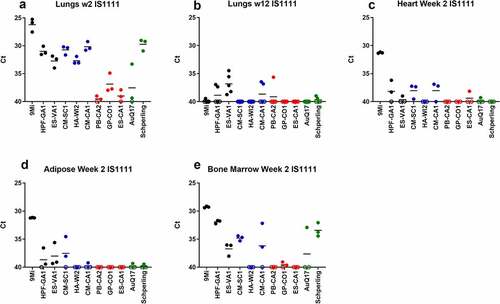 Figure 4. Detection of C. burnetii by PCR in organs of mice after infection with isolates of C. burnetii. Mice were infected with C. burnetii isolates via inhalation and lungs (a-b), hearts (c), adipose tissue (d), and bone marrow (e) were harvested at 2 weeks (a, c) and 12 weeks (d-f) pi. DNA was prepared and quantitative PCR was performed using an assay to detect the C. burnetii IS1111 gene. The IS1111 target is present in the C. burnetii genome in multiple copies making this assay more sensitive than detection of the single copy com1 gene. Variable copies of IS1111 among C. burnetii isolates makes the results between isolates not quantitatively comparable. Results are reported as Ct values, and each point represents an individual mouse. Sequence types are grouped by color: ST16/26 (black), ST20 (blue), ST8 (red), and ST1-7/30 (green)