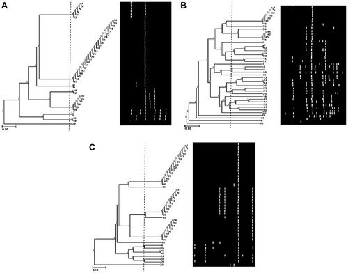 Figure 2 Dendrogram of 44 P. aeruginosa isolates using UPGMA algorithm and Dice coefficient for Ribo-1 primer (A), Ribo-2 primer (B), and Ribo-3 primer (C). Patterns are schematically represented.