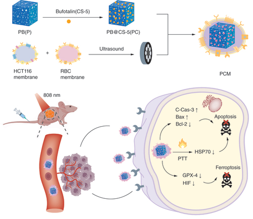 Figure 1. The synthesis procedures of bufotalin–Prussian blue biomimetic nanoparticles and mechanism of nanoparticle-induced ferroptosis for colorectal cancer chemo-photothermal therapy.CS-5: Bufotalin; PB: Prussian blue; PCM: Bufotalin–Prussian blue biomimetic nanoparticle; PTT: Photothermal therapy; RBC: Red blood cell.