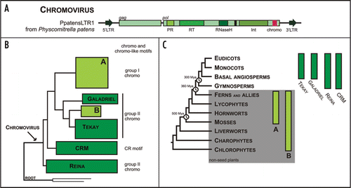 Figure 2 Chromoviruses in plants: structural organization of PpatensLTR1 from Physcomitrella patens (A); a schematic evolutionary tree of plants chromoviruses reconstructed from a multiple alignment of reverse transcriptase DNA fragment (B); and distribution of various chromovirus clades (C). Abbreviations: 5′ and 3′ LTRs—5′ and 3′ long terminal repeats; PR—aspartyl protease, RT—reverse transcriptase, RNaseH—ribonuclease H, Int—integrase, chromo—chromodomains. The plant phylogenetic tree is after Bowman et al.Citation40 with minor modifications. The divergence time estimations are shown after Hedges.Citation41 For a more detailed evolutionary tree of plant chromoviruses, see Novikova et al.Citation42