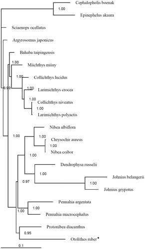 Figure 1. Phylogenetic positon of the tigertooth croaker Otolithes ruber.