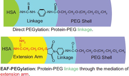 Figure 8. Comparison of the chemistry of conjugation of PEG chains between the EAF mode and the direct mode. The presence of extension arm pushes the PEG-chain away from the protein surface into the bulk water. Thus the interactions of the PEG-chains with the protein molecular surface should be lowered relative to direct PEGylation, and the interactions with the bulk solvent should be increased. Thus the extension arms may be expected to influence and/or modulate the influence of PEGylation on the structure and the functional properties of the PEGylated proteins.