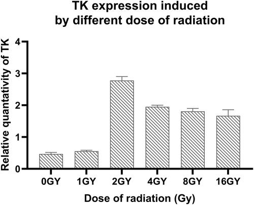 Figure 10 TK expression induced by different dose of radiation. Compared the TK expression with 0Gy radiation with that in other groups P < 0.05. Compared the TK expression after 2Gy radiation with that in other groups P < 0.05.