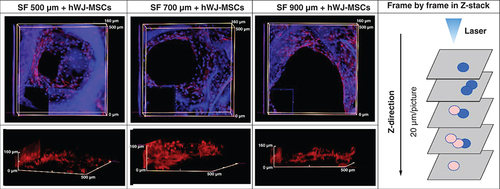 Figure 5. Confocal microscopy visualization of human Wharton jelly’s mesenchymal stem cells penetration into SF scaffolds with varying pore diameters (thickness of scaffold 3.5 mm).Confocal microscopy images of actin (red) and DAPI (blue) staining showing the 3D filling of SF scaffold pores by hWJ-MSC on day 21 with pore size variations of (A & D) 500 μm; (B & E) 700 μm; and (C & F) 900 μm. (G) Separated compartments cell and scaffold 3D image of Z-stack. (A, B & C) The photograph is taken from the pore's top to the (D, E & F) pore's side. The findings were captured using a z-stack at a depth of 20 μm each image.hWJ-MSC: Human Wharton jelly’s mesenchymal stem cells.