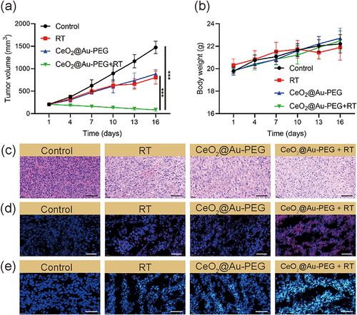 Figure 6 (a) The tumor growth curves and (b) body weight change curves during different treatments (n = 5). (c–e) H&E staining and dihydroethidium (DHE) staining and DCFH-DA staining of tumor tissues after various treatments (Scale bar: 50 μm). *** p < 0.001. Statistical analyses were conducted using t-test.