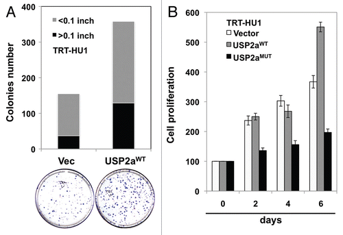 Figure 4 USP2a enhanced the proliferation rate of immortalized human bladder epithelial cells (TRT-HU1) via catalytic activity. (A) A greater colonization by USP2a overexpression in TRT-HU1 cells. Cells were seeded at low density (102/dish) and incubated for 14 d. Colonies were counted after crystal violet staining. (B) Effect of a mutant form of USP2a on proliferation in TRT-HU1 cells. Cell proliferation was evaluated using crystal violet.