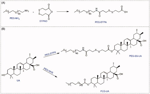 Scheme 2. Synthesis of PEG-SS-UA and PEG-UA.