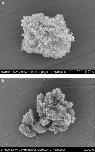 FIG. 7 Pictures of spores (BG) agglomerated with fumed silica. (a) Particle assumed to contain a spore coated with fumed silica. The scale markers are at 0.1 μm intervals. (b) Spore agglomerate with small amount of fumed silica attached. The scale markers are at 0.2 μm intervals. (Courtesy of M. Hernandez, Hitachi High Technologies America, Inc.)