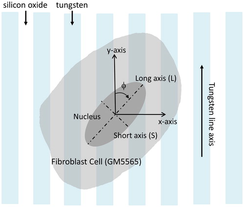 Figure 1. Schematic drawing of an adherent cell on a parallel line comb structure. The angle between the cell long axis and tungsten line axis is defined as (ϕ).