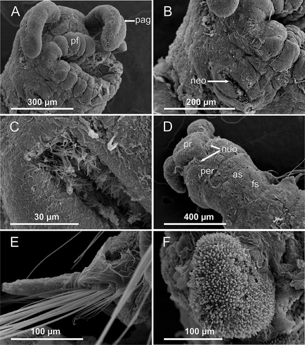 Figure 4. Axiokebuita minuta, Antarctic (Bellingshausen Sea) specimens from BENTART–06 cruise. MNCN 16.01/13600, (A) anterior end, antero-ventral view, (B) ventral neck organ, (C) detail of neck organ ciliation, (D) anterior end, dorsal view, (E) neurochaetae and ventral cirrus from chaetiger 14, (F) right pygidial lobe. as, achaetigerous segment; fs, first chaetiger; neo, neck organ; nuo, nuchal organ; pag, palp groove; per, peristomium; pf, proboscideal folds; pr, prostomium.