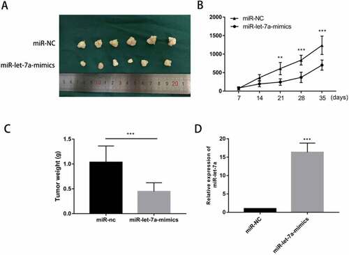 Figure 3. Overexpression of miR-let-7a inhibits OSCC in vivo. (a) Photographs of tumors obtained from the different groups of nude mice transfected with miR-let-7a mimics and miR-NC. (b) Tumor growth curve of nude mice transfected with miR-let-7a-mimics and miR-NC, Tumor diameters were measured every 7 d. (c) The weight of the tumor tissues of nude mice transfected with miR-let-7a-mimics and miR-NC D miR-let-7a expression levels were detected in tumor tissues from miR-let-7a-mimics and miR-NC groups. All assays in this part were performed in triplicates.