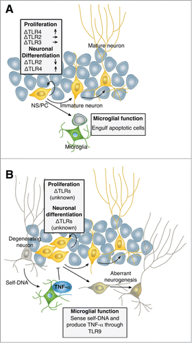 Figure 1. Schematic models showing the regulation of neurogenesis by TLR-related factors. Under physiological conditions (A), microglia engulf apoptotic cells in the course of neuronal differentiation/maturation of NS/PCs to maintain homeostatic neurogenesis.Citation4 TLR4 but not TLR2 and TLR3 deficiency in NS/PCs enhances their proliferation in the adult hippocampus.Citation14,15 While TLR2 deficiency reduces neuronal differentiation of NS/PCs, TLR4 deficiency increases it.Citation14 In the epileptic condition (B), self-DNAs derived from degenerating neurons activate microglia through TLR9, resulting in the release of TNF-α to inhibit aberrant NS/PC proliferation and neurogenesis as shown in our study.Citation16 TLR function in NS/PCs is still poorly understood in pathological conditions including epilepsy.