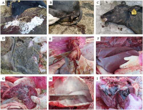 Figure 1. Clinical manifestations and autopsic abnormalities. A Lateral recumbency with paddling of limbs; individual bellowed several times after ejecting a bloody foam from the mouth and nasal cavity. B The brown, soy-sauce-like urine discharged from the vulva. C Tongue protrusion and conjunctival hyperemia after death. D Exfoliation of the gastric mucosa. E The intestinal mucosa, showing many petechiae; the intestine contained a dark-red, viscous liquid. F No obvious pathological injuries were observed in the liver. G Pulmonary congestion, emphysema, widening of interlobular septum, and foamy liquid on the section. H A large amount of foam-like mucus in the larynx and trachea, and bleeding of the trachea and throat mucosal membrane. I No obvious pathological injuries in the heart.