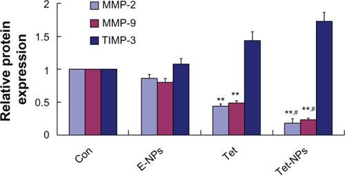 Figure 14 Semi-quantification of the gel image, normalized to β-actin control.Notes: **Represents P<0.01 versus control; #represents P<0.05 versus the equivalent dose of Tet (n=3).Abbreviations: MMP, matrix metalloproteinase; TIMP-3, tissue inhibitor of MMP-3; Con, control; E-NPs, empty nanoparticles; Tet, tetrandrine; Tet-NPs, tetrandrine-loaded poly(N-vinylpyrrolidone)-block-poly(ε-caprolactone) nanoparticles.