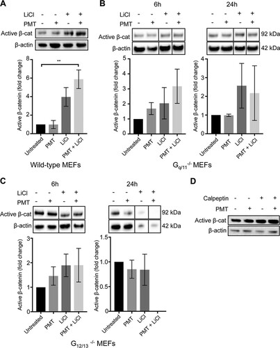 FIG 4 PMT enhancement of active β-catenin expression is lost in Gq/11−/− and G12/13−/− cells. (A to C) Western blot analysis of active β-catenin expression in wild-type (A), Gq/11−/− (B), and G12/13−/− (C) MEFs. Cells were stimulated with PMT (20 ng/ml) and LiCl (25 mM), either alone or in combination, or left untreated for 6 h or 24 h as indicated. Levels of active β-catenin (Active β-cat) were evaluated using a specific β-catenin antibody on whole-cell extracts. β-Actin was used as a loading control. The histograms represent densitometric analysis of pooled data from three independent experiments. The data represent the means ± SEM. n = 3. *, P < 0.05 by Tukey’s test. (C) Treatment of G12/13−/− cells with both PMT and LiCl showed cytotoxicity and the quantification of active β-catenin was not possible. (D) Inhibition of calpain does not affect the PMT induction of active β-catenin. Western blot analysis of active β-catenin levels in HEK293T cells treated with PMT (40 ng/ml) and calpeptin (15 μM), either alone or in combination, or left untreated for 6 h, as indicated. Active β-catenin and β-actin were evaluated using specific antibodies described for panels A to C. The data are representative of three independent experiments.