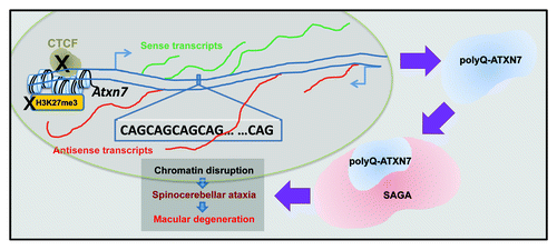 Figure 2. Chromatin involvement in spinocerebellar ataxia type 7 (SCA7). CTCF binding at the promoter region of the ATXN7 gene promotes H3K27 methylation and antisense transcription from an alternative promoter. Impaired binding of CTCF abolishes H3K27 methylation and suppresses antisense transcription, along with induced polyQ-ATXN7 sense transcription, leading to disease phenotypes (Ref. Citation49). In addition, the ATXN7 protein (blue) is a component of both the SAGA and the SLIK HAT complexes. PolyQ-ATXN7 protein disrupts HAT activity of those complexes, resulting in chromatin disruption, retinal degeneration and SCA7 disease (Refs. Citation43­Citation46).