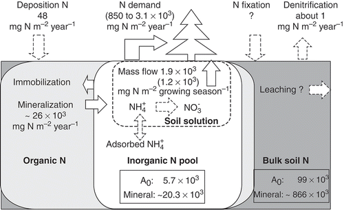 Figure 4 The schematic figure for nitrogen (N) pools in the soil (mg N m−2) and ecosystem fluxes. Areas outlined with solid lines represent the following: dark grey, bulk soil N pool; light grey, organic N pool, white, potassium chloride (KCL)-extractable inorganic N pool. Areas outlined with dashed lines represent the water-extractable part of the inorganic N pool in the soil solution. The maximum sizes of the pools are described in the figure as outlined values. “A0 ” and “Mineral” denote pools in organic layer and mineral soil layer (0–50 cm). respectively. Fluxes within the ecosystem or larch (Larix cajanderi Mayr.) trees (in parentheses) are shown by arrows with open values. Solid arrows are major fluxes, whereas dashed arrows are those expected to be minor or negligible. The maximum net mineralization rate (Table 3) shown here was calculated from the incubation that covered almost one year. N demand and mass flow estimation were explained in sections 4.2 and 4.3, respectively. “Growing season” indicates the period from 1 June to 31 August. The value for denitrification was calculated from Koide et al. (Citation2010). Values of N fixation and leaching are not indicated here but are expected to be minor (Shugalei and Vedrova Citation2004).