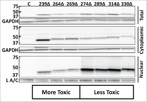 Figure 3. Subcellular distribution of Gal4-tagged EN-containing ORF2 fragments. Western blot analysis of EN-containing ORF2 fragments. Indicated Gal4-tagged EN-containing constructs were transiently transfected into HeLa cells and subjected to Western blot analysis. Both whole cell lysate and cytoplasmic and nuclear cell fractions were analyzed using commercially available anti-Gal4 antibodies, yielding a single band in each sample lane corresponding to the expected size of each ORF2p fragment. Control is cells transfected with empty vector. Cell fractions are indicated on the right. Molecular weight markers are indicated on the left. GAPDH (total cell lysate and cytoplasmic fraction) and Lamin A/C (L A/C: nuclear fraction) were used as loading controls.