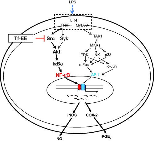 Figure 4. Putative inhibitory pathway of LPS-activated inflammatory responses mediated by Tf-EE.