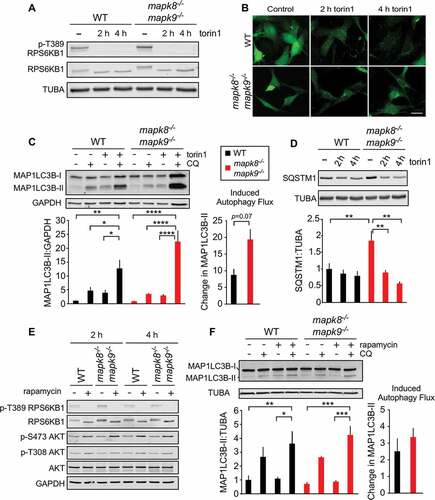 Figure 1. Autophagy caused by MTOR inhibition does not require MAPK8/9 in immortalized MEFs. (a) The amount of RPS6KB1, p-Thr389 RPS6KB1, and TUBA (tubulin alpha) in WT and mapk8−/- mapk9−/- immortalized MEFs after incubation without or with 250 nM torin 1 (2 or 4 h) was examined by immunoblot analysis. (b) WT and mapk8−/- mapk9−/- immortalized MEFs were transduced with a lentivirus vector that expresses GFP-LC3B. Puncta formation following incubation of the cells with 250 nM torin 1 (2 and 4 h) was examined by fluorescence microscopy. Scale bar: 30 µm. (c) LC3B and GAPDH (glyceraldehyde-3-phosphate dehydrogenase) expression by WT and mapk8−/- mapk9−/- immortalized MEFs after incubation (2 h) without or with 250 nM torin 1 in the absence or presence of 25 µM chloroquine (CQ) was examined by immunoblot analysis. The LC3B-II:GAPDH ratios were normalized to the mean of WT control condition (first lane). The ‘Change in MAP1LC3B-II’ was calculated by subtracting MAP1LC3B-II:GAPDH (media+ CQ condition) from MAP1LC3B-II:GAPDH (torin 1+ CQ condition). The data presented represent the mean ± SEM; n = 3 independent experiments; *, p < 0.05; **, p < 0.01; ***, p < 0.001; ****, p < 0.0001. Two-way ANOVA was used for the analysis of LC3B-II expression and Student’s t-test is used for the flux analysis. (d) The amount of SQSTM1 and TUBA in WT and mapk8−/- mapk9−/- immortalized MEFs after incubation with 250 nM torin 1 (2 or 4 h) was examined by immunoblot analysis. The SQSTM1:TUBA ratio was quantified and normalized to SQSTM1 expression in WT cells treated without torin 1 (mean ± SEM; n = 3 independent experiments; **, p < 0.01 (two-way ANOVA). (e) RPS6KB1, p-Thr389 RPS6KB1, AKT, p-Thr308 AKT, p-Ser473 AKT, and GAPDH expression by WT and mapk8−/- mapk9−/- immortalized MEFs after incubation (2 or 4 h) without or with 200 nM rapamycin was examined by immunoblot analysis. (f) LC3B and TUBA expression by WT and mapk8−/- mapk9−/- immortalized MEFs after incubation (2 h) without or with 200 nM rapamycin in the presence or absence of 25 µM chloroquine (CQ) was examined by immunoblot analysis. The LC3B-II:TUBA ratios were normalized to the mean of WT control (first lane). The data presented represent the mean ± SEM; n = 3 independent experiments; *, p < 0.05; **, p < 0.01; ***, p < 0.001. Two-way ANOVA was used for the analysis of LC3B-II expression and Student’s t-test was used for the flux analysis