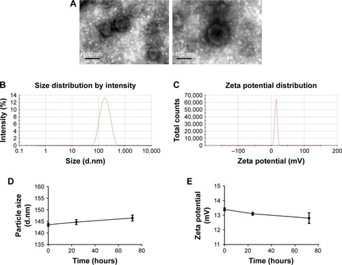 Figure 3 Characterizations of PTX-CH-loaded LCS_NPs.Notes: (A) TEM image of PTX-CH-loaded LCS_NPs (scale bar was 100 nm). (B) Size distribution of PTX-CH-loaded LCS_NPs. (C) Zeta potential of PTX-CH-loaded LCS_NPs. (D) Particle size change of PTX-CH-loaded LCS_NPs within 3 days. (E) Zeta potential change of PTX-CH-loaded LCS_NPs within 3 days.Abbreviations: PTX-CH-loaded LCS_NPs, paclitaxel–cholesterol complex-loaded lecithin–chitosan nanoparticles; TEM, transmission electron microscopy.