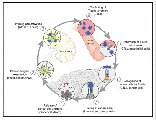 Figure 1. The Cancer-Immunity Cycle The generation of immunity to cancer is a cyclic process that can be self propagating, leading to an accumulation of immune-stimulatory factors that in principle should amplify and broaden T cell responses. The cycle is also characterized by inhibitory factors that lead to immune regulatory feedback mechanisms, which can halt the development or limit the immunity. This cycle can be divided into seven major steps, starting with the release of antigens from the cancer cell and ending with the killing of cancer cells. Each step is described above, with the primary cell types involved and the anatomic location of the activity listed. Abbreviations are as follows: APCs, antigen presenting cells; CTLs, cytotoxic T lymphocytes. Reprinted with permission from ref. Citation9.