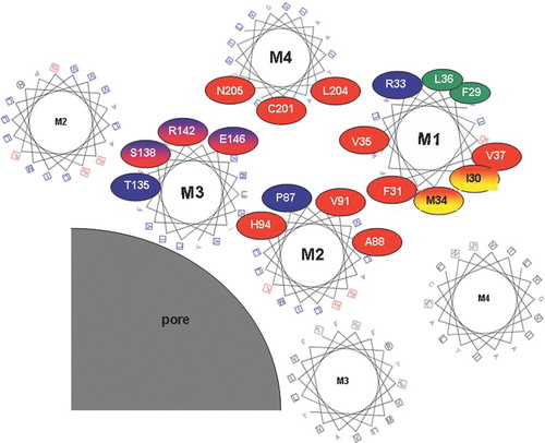 Figure 3 Tentative arrangement of transmembrane helices based on the location of mutation-sensitive sites within the helices. Helical wheel plots are used to show the relative location of substitution-sensitive sites in Cx32 (highlighted with red circles), Cx50 (highlighted with blue circles), as well as substitution-sensitive sites common to both (highlighted with red/blue shading). The two sites in M1 highlighted in red/yellow ovals were shown to be accessible to aqueous thiol reagents added from the outside of intact oocytes, and are thus likely to face a aqueous crevice between helices M1 and M4. For simplicity amino acid numbers correspond to the amino acid positions in Cx32 (see Fig. 1 for corresponding Cx50 residues). Helices are arranged as proposed earlier by Skerrett et al. (Citation2002), including the close apposition documented for E146 and C201 in the closed state. This arrangement of helices is in general agreement with the recently published crystal structure of Cx26 (Oshima et al. Citation2007). Protein function was unaffected by tryptophan insertion at positions highlighted in green, suggesting that these residues face a lipid or aqueous environment.