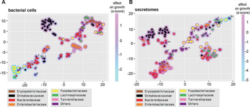 Figure 3. T-SNE plots summarizing the overall growth effects of bacterial cells (a) and secretomes (b) on six human cell lines. Colored circles correspond to strains belonging to particular bacterial families. Magenta and light blue shading around the circles indicate enhancing and inhibiting effects of strains, respectively. Families labeled as “Others” contains the following strains for bacterial cells (A): Lactobacillaceae (1), Peptostreptococcaceae (2), Desulfovibrionaceae (3), Eubacteriaceae (4), Bifidobacteriaceae (5), Enterococcaceae (6), Veillonellaceae (7), Synergistaceae (8), Burkholderiaceae (9), Pseudomonadaceae (10), Propionibacteriaceae (11), Ruminococcaceae (12), Akkermansiaceae (13), Acidaminococcaceae (14). And the following strains for secretomes (B): Lactobacillaceae (1), Eubacteriaceae (2), Clostridiaceae (3), Peptostreptococcaceae (4), Bifidobacteriaceae (5), Enterococcaceae (6), Veillonellaceae (7), Synergistaceae (8), Burkholderiaceae (9), Desulfovibrionaceae (10), Propionibacteriaceae (11), Ruminococcaceae (12), Pseudomonadaceae (13), Akkermansiaceae (14), Acidaminococcaceae (15), Bacillaceae (16).