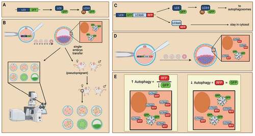 Figure 6. The use of LC3-monitoring probes in evaluating autophagy in preimplantation embryos. Probes of LC3 followed by green fluorescence protein (GFP) are generated (A) and introduced into preimplantation embryos as an internal reporter for autophagic activity (B). mRNA probe of GFP-LC3 is microinjected into embryos to monitor autophagy levels in preimplantation embryos. When preimplantation embryos activate autophagic mechanisms, GFP-tagged LC3 will be translated and incorporated into autophagosomes, allowing the detection of autophagy levels at various cell stages (left). DNA probe of GFP-LC3 is microinjected into embryos to create transgenic mice. Embryos expressing the GFP-LC3 probes can be transferred into pseudopregnant mice to create transgenic animal models which readily express GFP-LC3 (right). Similar to GFP-LC3 probes, the GFP-LC3-RFP-LC3∆G probe contains a GFP-tagged LC3, except that an RFP-LC3∆G sequence immediately follows to translate a red fluorescence protein (RFP)-tagged LC3 with modification to its C-terminal glycine subunit (C). The GFP-LC3-RFP-LC3∆G probe can be introduced to preimplantation embryos by microinjection at the zygotic stage. Both GRP-LC3 and RFP-LC3∆G are co-translated (D). GFP-LC3 is expressed with green fluorescence and participates in autophagy. In contrast, RFP-LC3∆G remains in the cytosol due to the modification to the LC3 protein. This GFP-LC3-RFP-LC3∆G probe enables the evaluation of each step of the autophagy pathway by measuring the GFP and RFP expression. Analysis of the ratio of RFP:GFP reflects the turnover of autophagosomes, in which the increase of RFP:GFP (by decreasing GFP) ratio is indicative of autophagy induction (E). Created with BioRender.com.