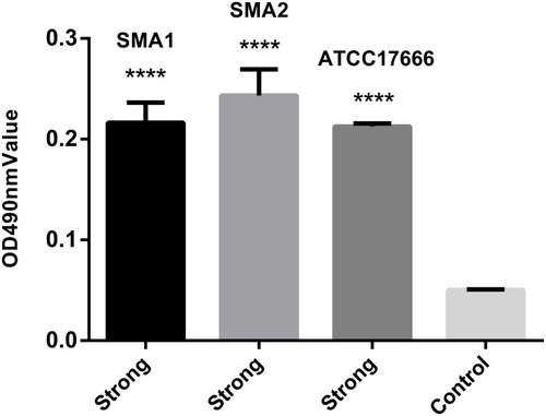 Figure 2 OD values of S. maltophilia strains, showing their capacity to form biofilms. Results are expressed as means ± SDs. Compared with the control group, the difference is statistically significant, ****P <0.0001. The ability of the three strains to produce biofilm was strong after 48 h of incubation.