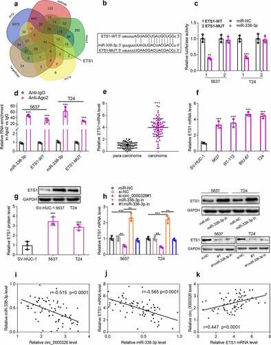 Figure 4. Circ_0000326 could target miR-338-3p to regulate ETS1 expression