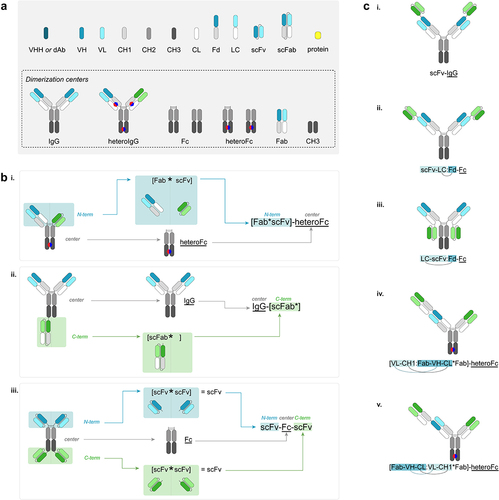 Figure 2. An overview of the VERITAS nomenclature scheme. (A) Diagrams of various standard antibody parts that are used as “modules” in the VERITAS nomenclature scheme, as well as the standard descriptor text for these modules. The inset box shows modules that can serve as dimerization centers. Dimerization centers are underlined for readability, but underline can be omitted in applications where plaintext names are necessary. (B) Examples of implementations of the VERITAS scheme to (i) a format with only N-terminal appendages, (ii) a format with a C-terminal appendage on only one chain of the center, and (iii) a symmetric format. (C) Noncovalent interactions in the N- or C-terminal appendages are denoted with a colon (“:”) separating two interacting chains. In (i), scFv is appended to the heavy chain of the Fab (i.e., Fd). “scFv-Fab” implies that the scFv is appended to the Fd. (ii) shows a case where colon must be used. “scFv-LC:Fd” specifies that the scFv is appended to the light chain. Interacting pairs in chains may not be written directly before and after the colon, as shown in (iii)-(v), so the most biologically likely pair of modules is assumed to interact. (iv) shows an example of a molecule where there are multiple interacting partners in a pair of noncovalently interacting chains at the N-terminus. The modules described closest to the asterisk are directly attached to the center. Thus, while “VL-CH1:Fab-VH-CL” and “Fab-VH-CL:VL-CH1” describe the same set of modules, the former should be used in this molecule. If the latter were used, it would describe the slightly different molecule shown in (v).