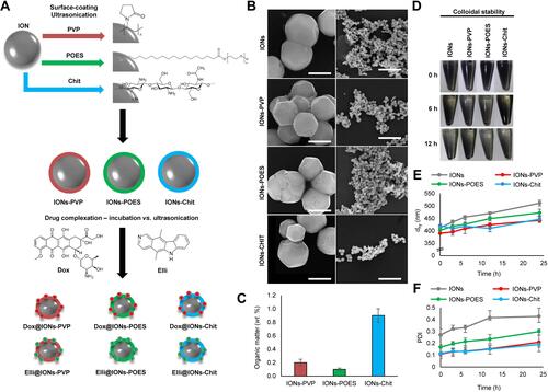 Figure 1 Surface coating of IONs with biocompatible surfactant (POES) or polymers (PVP and Chit). (A) Schematic representation of surface coating of bare IONs with PVP, POES and Chit with a consequent tethering of cytotoxic substances Dox and Elli using incubation or ultrasonication, respectively. (B) SEM micrographs of morphology of bare IONs and their morphology after surface coatings. The scale bars, 400 nm (left) or 5 μm (right). (C) Content of organic matter in surface-coated formulations analyzed using CHNS/O analyzer. The values are expressed as the mean of three independent replicates (n=3). Vertical bars indicate standard error. (D) Photodocumentation of a colloidal stability of bare and surface-coated IONs. Time-evolution of (E) dhy and (F) PDI, both analyzed in Ringer’s solution. The values are expressed as the mean of six independent replicates (n=6). The vertical bars + and − errors.