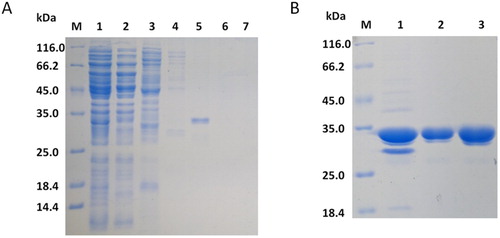 Figure 3. SDS-PAGE (12%) analysis of fractions collected from each step of the purification process. (A) Metal chelate chromatography. Lane 1: crude extract, lane 2: flowing fluid, lane 3: fraction eluted with 20 mM imidazole, lane 4: fraction eluted with 50 mM imidazole. lane 5: fraction eluted with 100 mM imidazole, lane 6: fraction eluted with 200 mM imidazole, lane 7: fraction eluted with 400 mM imidazole. (B) Anion exchange chromatography. Lane 1: concentration of metal-bonded chromatography products, lane 2: flowing fluid, lane 3: condensed fluid.