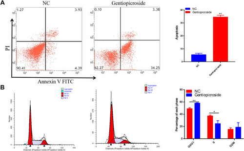 Figure 8 (A) Gentiopicroside suppressed HGC-27 cell apoptosis significantly under the concentration of 100 μM with 48 h incubation, respectively. (B) Gentiopicroside suppressed HGC-27 cell cycle significantly under the concentration of 100 μM with 48 h incubation, respectively. (*P<0.05, **P<0.01).