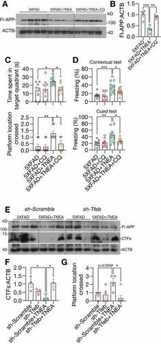 Figure 10. TFEB-induced lysosomal activation was required for memory improvement and APP/CTFs degradation induced by TNEA in 5XFAD mice. (A) Representative western blots showed the levels of full-length APP (Fl-APP) in the hippocampus of mice brains. (B) Data were quantified as mean ± SEM (n = 4) and analyzed by one-way ANOVA. **p < 0.01 and ***p < 0.001 vs. 5XFAD +TNEA group. (C) Morris water maze. Quantification of times spent in the target quadrant and number of platform crossed (mean ± SEM, n = 8–11) during probe trial. *p < 0.05 and **p < 0 .01 vs. 5XFAD+TNEA group analyzed by one‐way ANOVA. (D) Fear conditioning. The percentage of freezing in contextual and cued test was quantified (mean ± SEM, n = 8–11). *p < 0.05, **p < 0.01 and ***p < 0.001 vs. 5XFAD+TNEA group analyzed by one‐way ANOVA. (E) Representative western blots showed the levels of full-length APP and carboxy-terminal fragments (CTFs) in the hippocampus of mice brains. (F) Relative levels of CTFs were quantified as mean ± SEM (male, n = 3). (G) Morris water maze. Quantification of number of platform crossed (mean ± SEM, n = 4–6) during probe trial. *p < 0.05 vs. sh-Scramble +TNEA group analyzed by one-way ANOVA