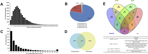 Figure 2 Characteristics of lysine-ubiquitinated peptides identified in BMECs infected with Streptococcus agalactiae. (A) Length distribution of ubiquitinated peptides. (B) Shares of ubiquitinated proteins with 1, 2, 3, or 4 ubiquitination sites. (C) Distribution of ubiquitinated peptides in terms of the number of ubiquitination sites. (D) The intersection of quantified ubiquitinated proteins and quantified proteins in BMECs infected with S. agalactiae (36). (E) Venn diagram showing the number of overlapping proteins between the proteome and ubiquitinome datasets. The table below lists the gene names of overlapping proteins. down-UB, down-regulated ubiquitinated protein; up-UB, up-regulated ubiquitinated protein; down, down-regulated protein; up, up-regulated protein.