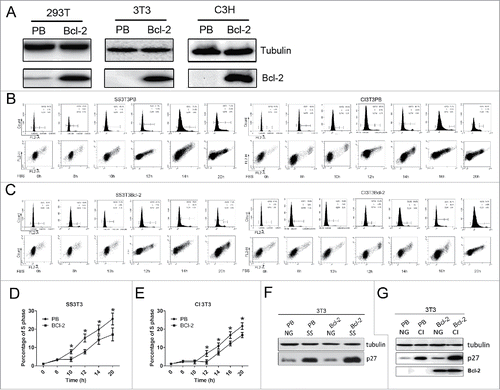 Figure 1. Cell cycle profiles and p27 expression in synchronized 3T3PB and Bcl−2 cells by SS or CI followed by re-stimulation. (A) Bcl−2 expression in 293T, 3T3 and C3H cells. (B, C) Cell cycle profile of 3T3PB and Bcl−2 cells (D, E) Percentage of S phase cells during re-stimulation in serum-starved SS3T3 and contact inhibited 3T3 cells. (F, G). Western blot of p27 in normal growing and synchronized cells. PB: PBABE empty vector stable transfected; Bcl−2: pBABEneo-Bcl−2 stable transfected. CI: contact inhibition SS: serum starvation NG: normal growing